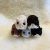 IMG_8292 Hamster