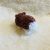 IMG_8294 Hamster