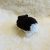 IMG_8302 Hamster